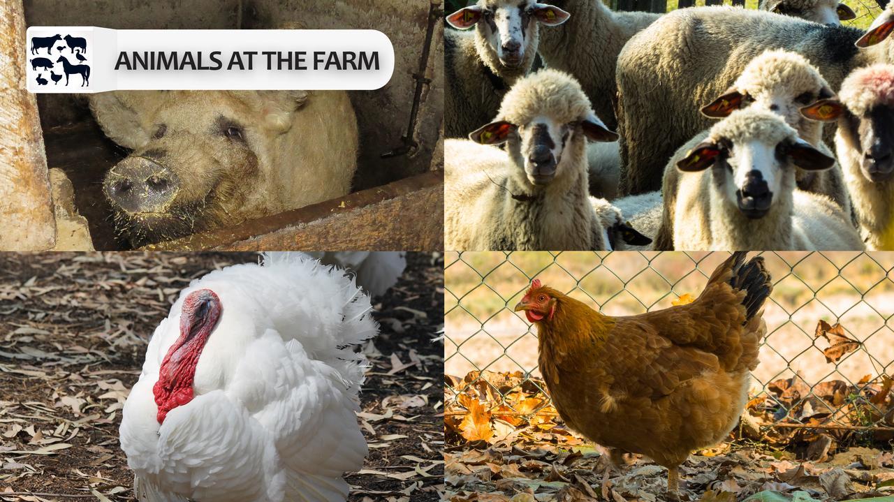 Penzion Eco Farm Milanovic Despotovac Exteriér fotografie